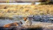 Paraisos terrenales Etosha, Africa salvaje - DOCUMENTALES -DOCUMENTALES NATIONAL GEOGRAPHIC -naturaleza