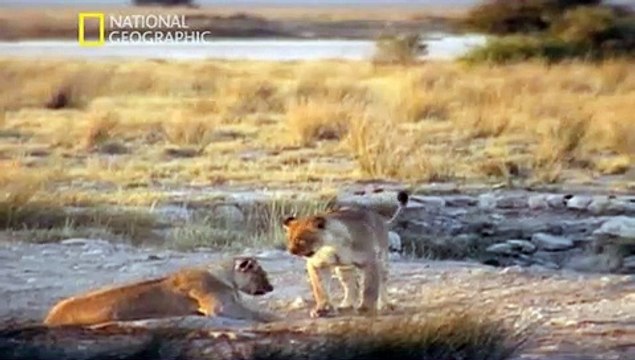 Paraisos terrenales Etosha, Africa salvaje - DOCUMENTALES -DOCUMENTALES NATIONAL GEOGRAPHIC -naturaleza