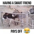 having a smart friend