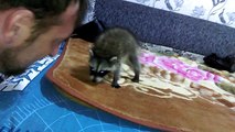 Growling Game with a Little Russian Raccoon