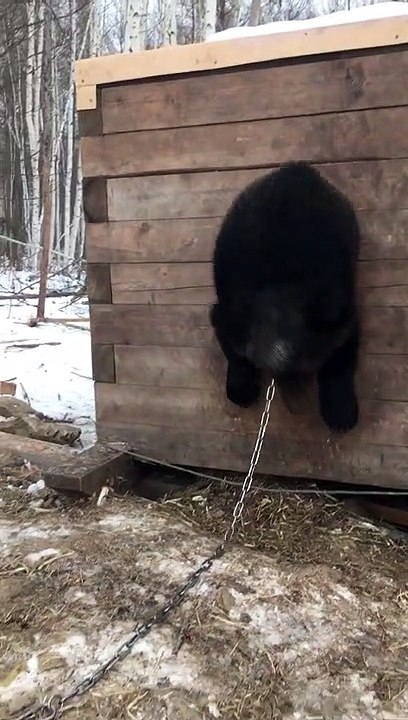 A Guy, a Bear and a Box