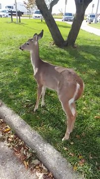 Ce faon en liberté adore qu'on lui fasse des câlins