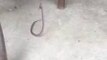 Une Araignée veuve noire piège un serpent à collier rouge dans sa toile