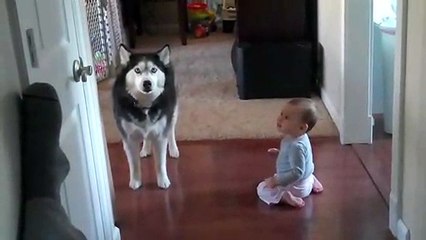 Le duo le plus adorable de la semaine : Husky VS bébé