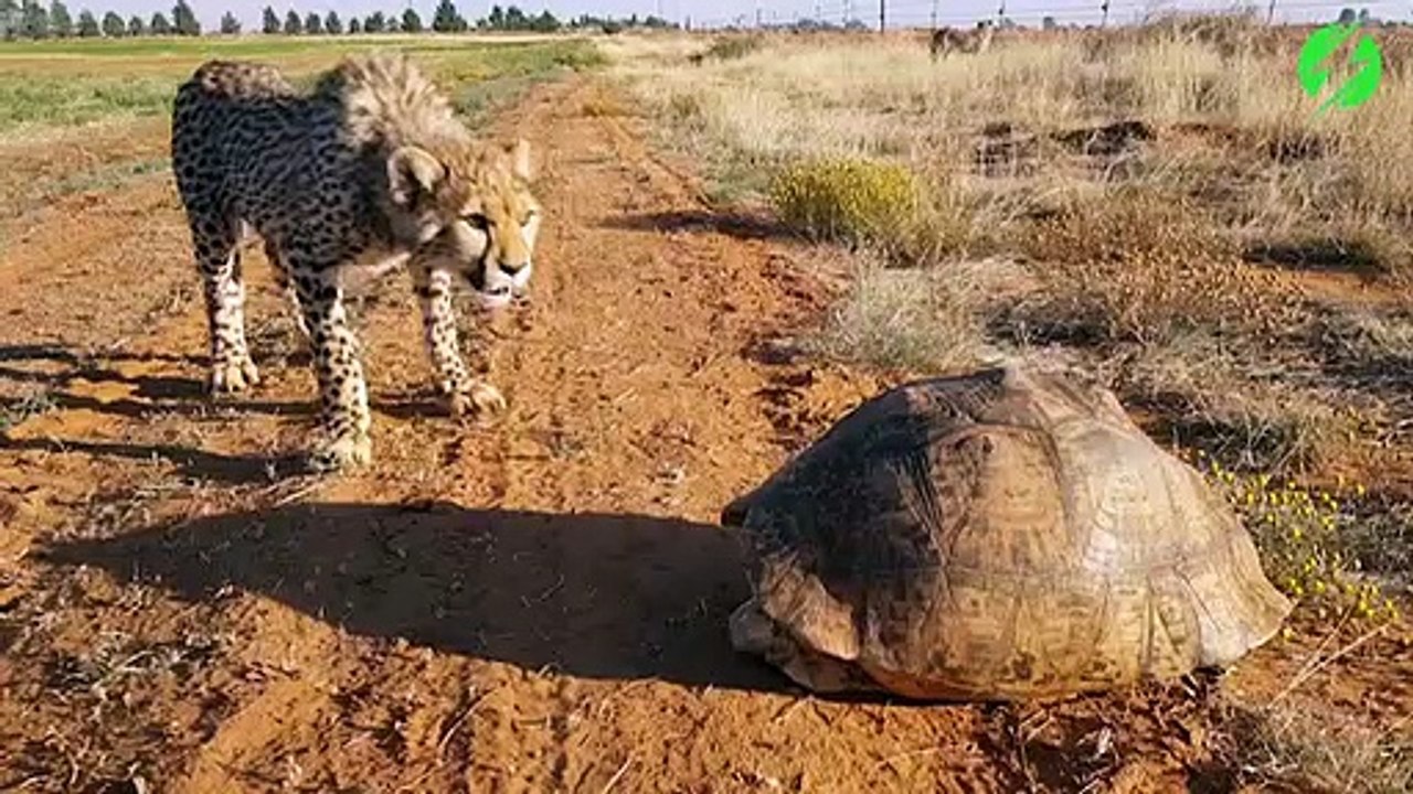 2 guépards trouvent une tortue et ont l'air un peu perdu