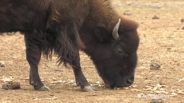 Livestock owners prepare animals for winter storm
