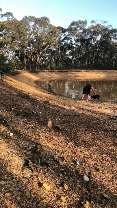 Roo VS Dog VS Man