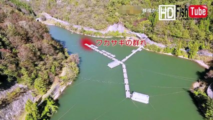 【釣】兵庫県篠山市　佐仲ダム　桟橋でつるワカサギ fishing