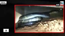 Watch: 19-foot cobra rescued from home in Odisha