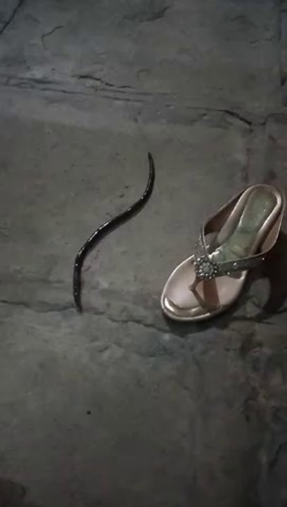 Giant worms - Giun khổng lồ