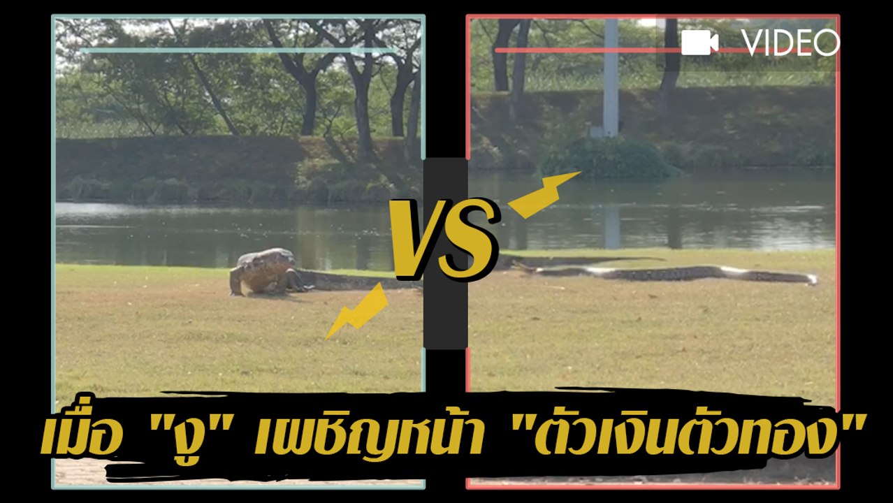เมื่อ "งู" เผชิญหน้า "ตัวเงินตัวทอง"