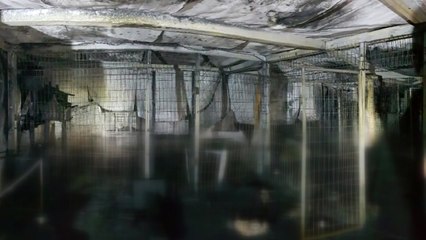 '이효리 유기견' 입양했던 보호소 불...유기견 등 260여 마리 죽어 / YTN