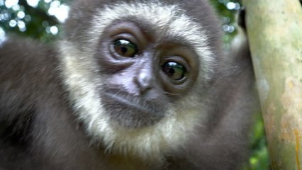 Let the forest sing again