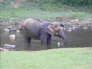 നീരാട്ടിനെത്തി കാട്ടാനക്കൂട്ടം | Oneindia Malayalam