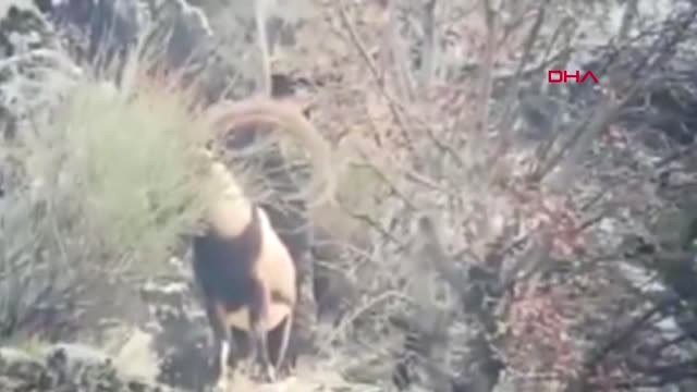 Adıyaman Yaban Keçisi Envanter Çalışması Devam Ediyor