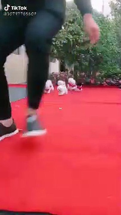 Cute Dogs