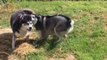 Husky Excited To Play With Best Friend