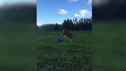 Horse Plays With Giant Squishy Ball