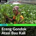 #1MENIT | Eceng Gondok Atasi Bau Kali