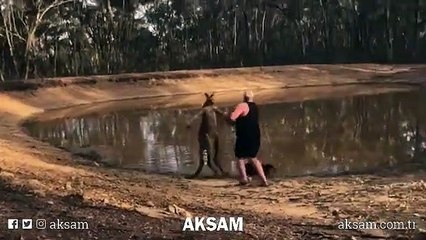 Avustralya’da kanguru saldırısına uğrayan adam günün konusu oldu