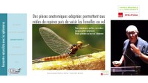 12 - Michel BRULIN - Rencontres Naturalistes 2018