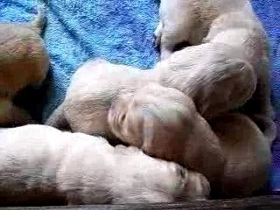 Video de groupe