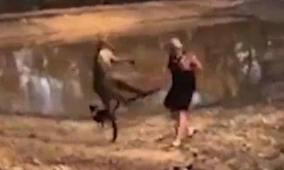 Avustralya'da kanguru saldırısına uğrayan adam günün konusu oldu