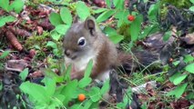 Baby Squirrel eating - Sóc nhỏ đang ăn