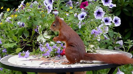 Squirrel is eating sunflower seed - Sóc đang ăn hạt hoa hướng dương
