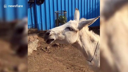 Singing donkey from India becomes internet sensation