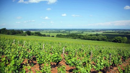 Le Château de Meursault, un domaine culte de Bourgogne