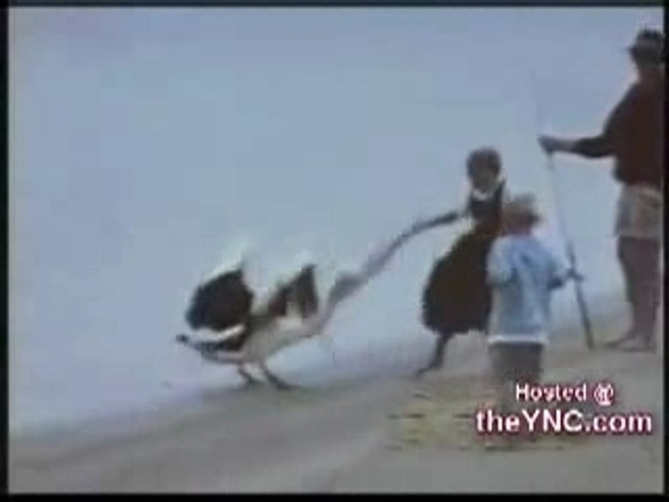 Oiseaux-gag