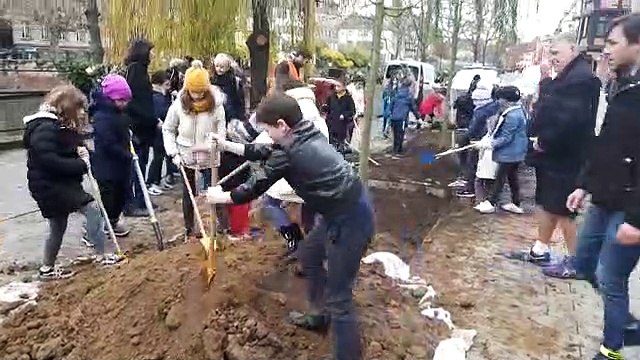 Plantation d'arbres quai des Bateliers, à Strasbourg