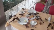 Antalya Kuşların Kahvaltı Keyfi