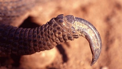 Rồng Komodo Sát Thủ Săn Mồi Bằng Thứ Chất Độc Chứa Đến 50 Loài Vi Khuẩn