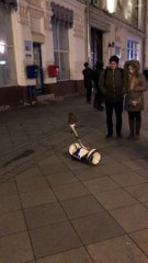 Ce hibou fait du gyropode comme un pro !