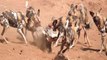 Amazing Wild Dogs hunting family Warthogs - Wild Dogs attack animals