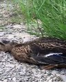 Un labrador à la chasse aux canards