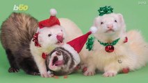 Meet Moose, Newt and Albert! The Festive Ferrets Flaunting Holiday Fashion For Their Own Calendar