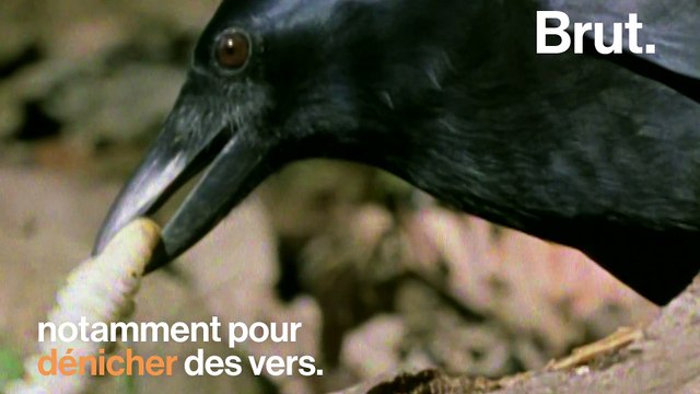 Comment les corbeaux utilisent les voitures pour casser des noix