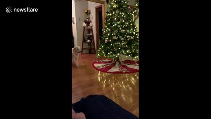 Dog barks at toy Santa after being told he's 'not a good boy'