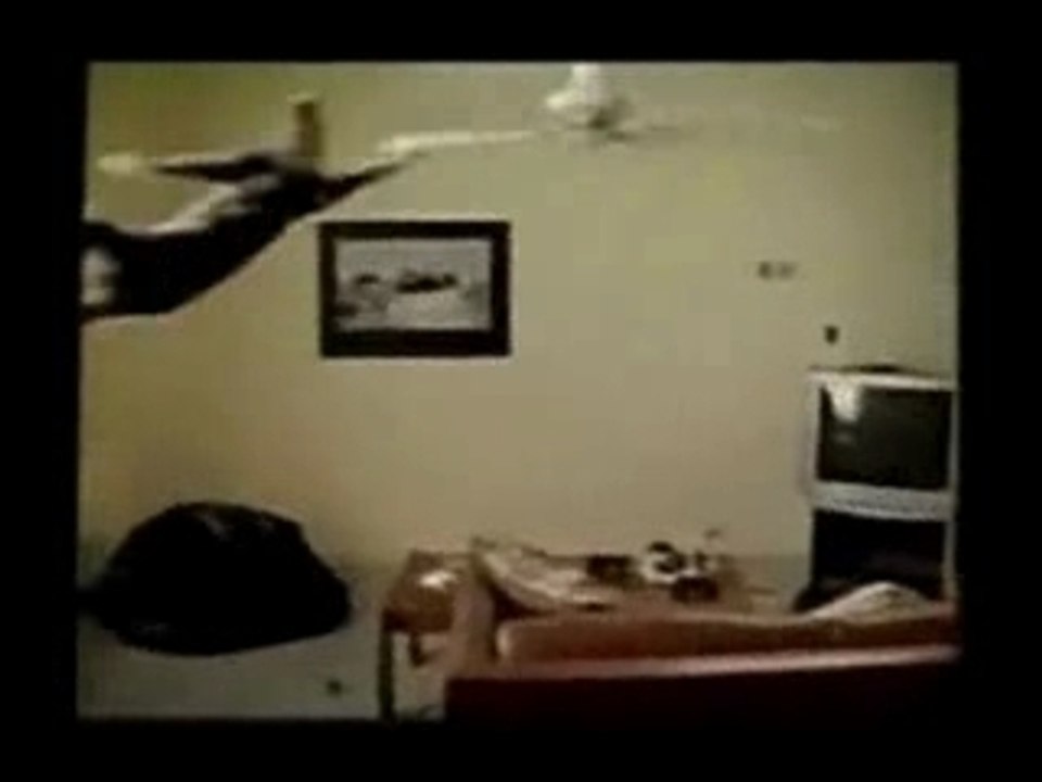 Chat volant