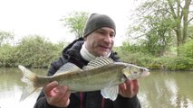 Dawn Session On The Grand Union Canal - Zander Fishing - 29/4/18 (Video 69)