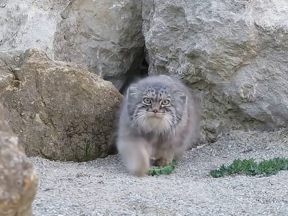 Curieux, ce chat sauvage se colle à la caméra !