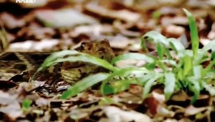 Wild Things With Dominic Monaghan S01E04 - Scolopendra Venezuela HDTV