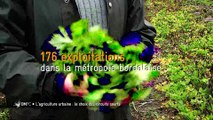 Bordeaux métropole - agriculture urbaine