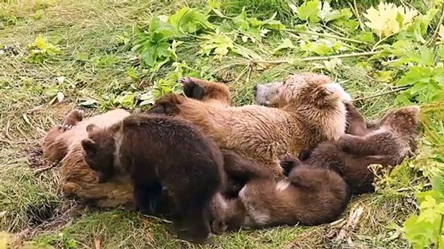 Calîn géant d'une Ours et ses oursons..