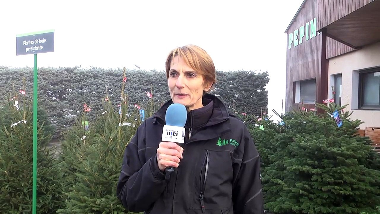 Hautes Alpes : il est encore temps d'aller chercher votre sapin à la pépinière Robin