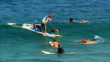 Chris et ses chiens font du surf - Sydney