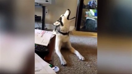 Ce chien adore chanter !